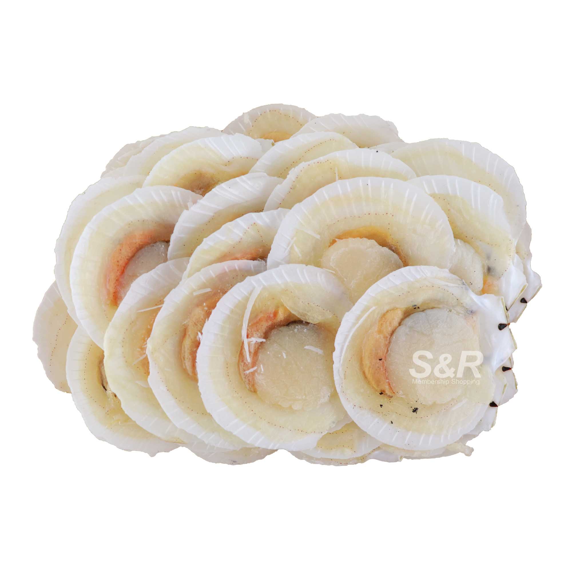 S&R Scallops Shell-On approx. 1.2kg